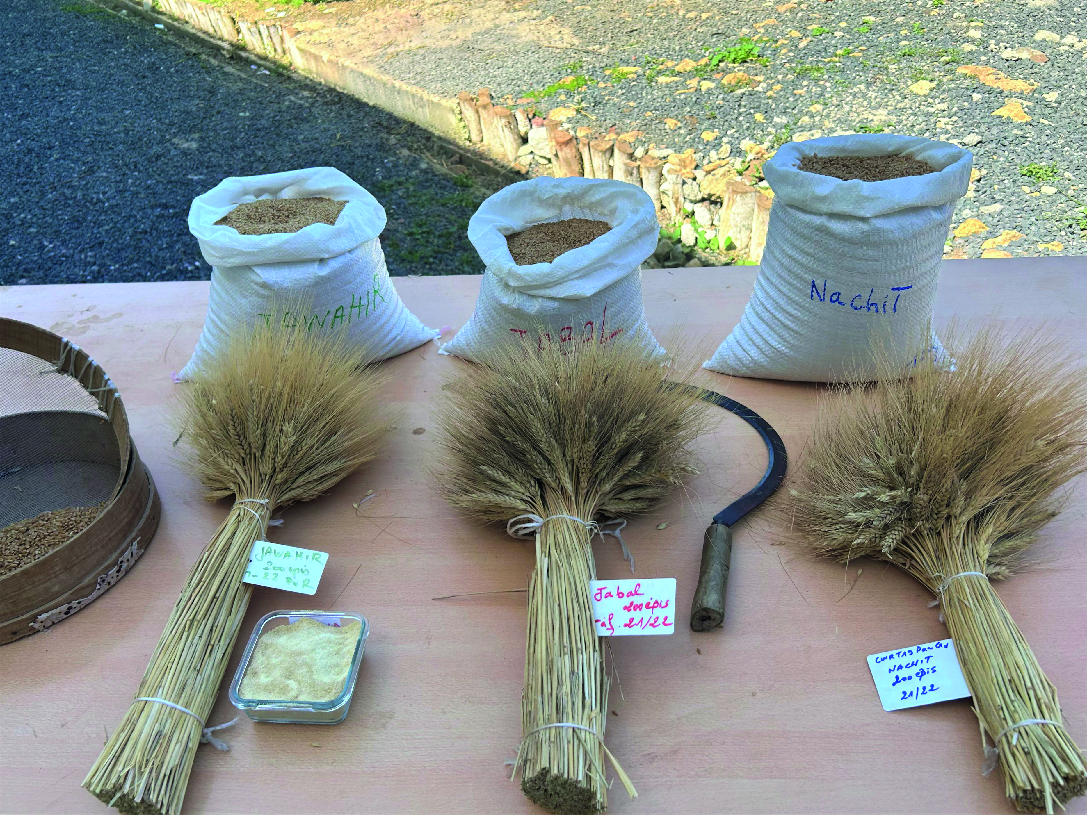 The ICARDA durum wheat program to combat climate change